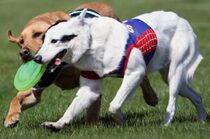 Two dogs racing on grass at an event